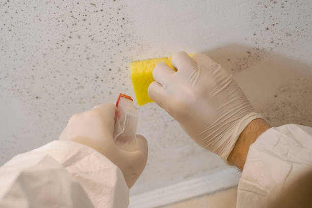 Best Basement Mold Removal  in Carnegie, PA
