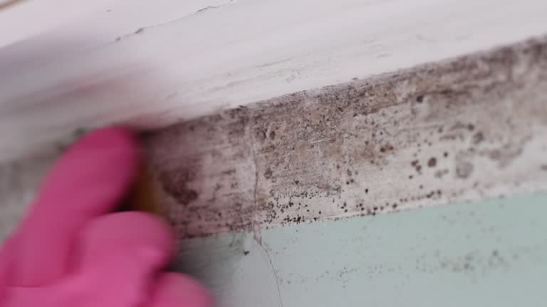 Best HVAC Mold Inspection and Cleaning  in Carnegie, PA